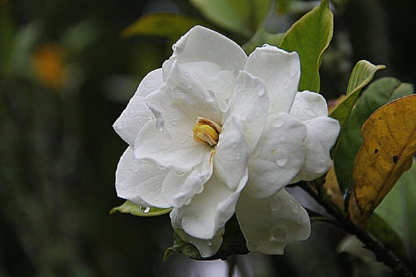 Are Gardenias Poisonous to Dogs? What Do I Do If They Eat One? Pango Pets
