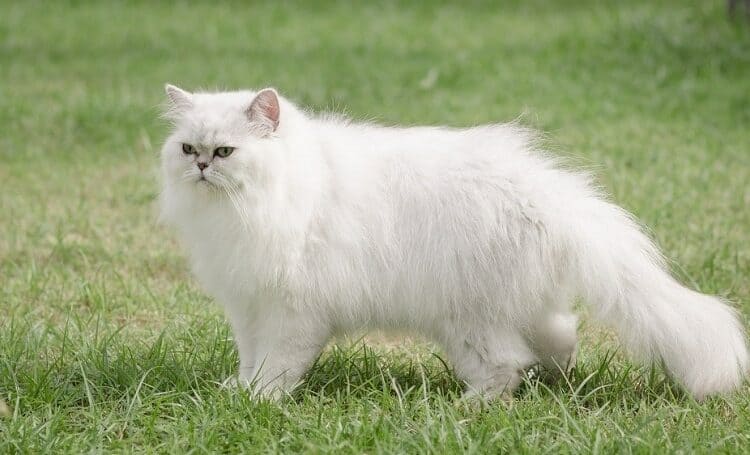 white persian cat walking on grass
