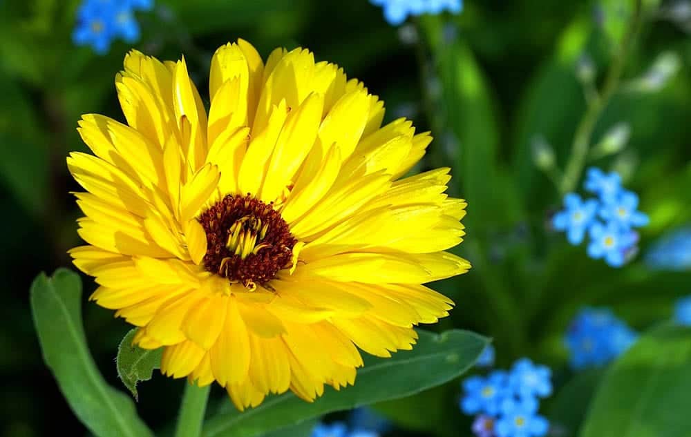 yellow marigold