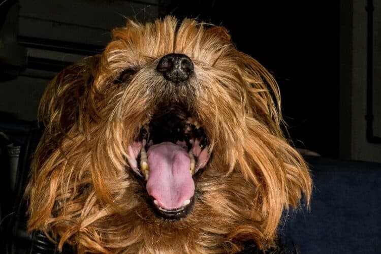 yorkie opening its mouth