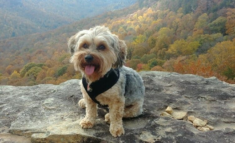 yorkipoo in the mountains