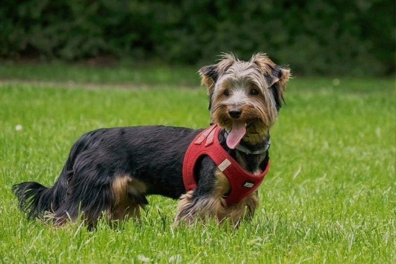 Are Yorkies Hypoallergenic? An Allergy Sufferer’s Guide to Dogs Pango Pets