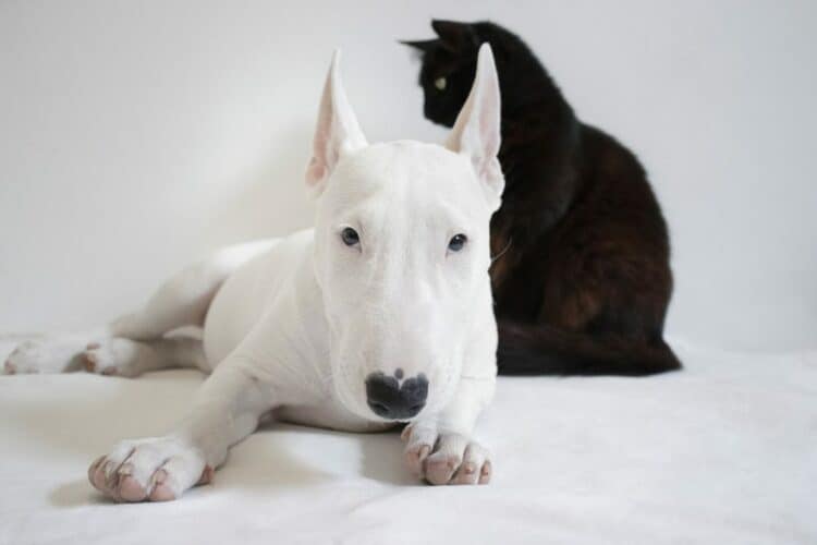 A bull terrier and a cat