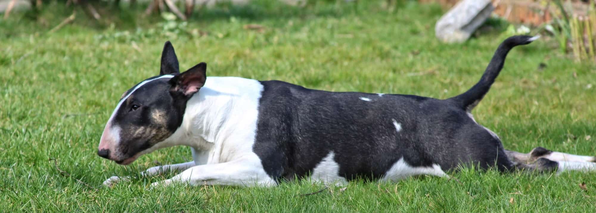 A happy bull terrier on the lawn