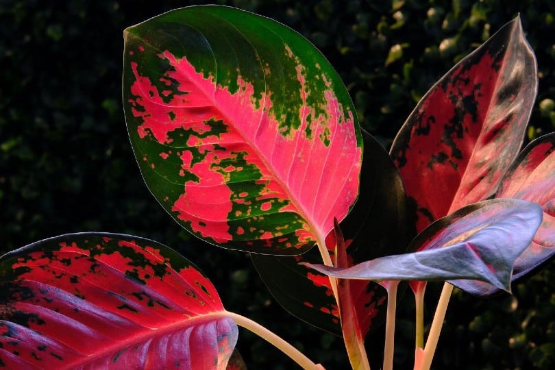 Aglaonema leaves