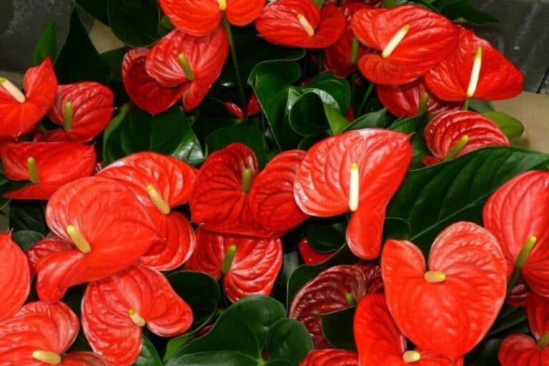 Are Anthurium Toxic to Cats? What Do I Do If They Eat One? Pango Pets