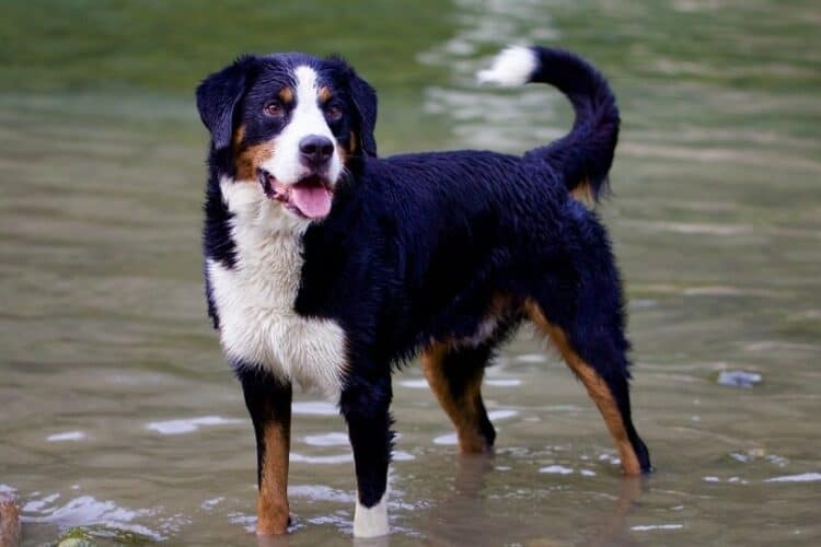 Bernese Mountain Dog standing on water
