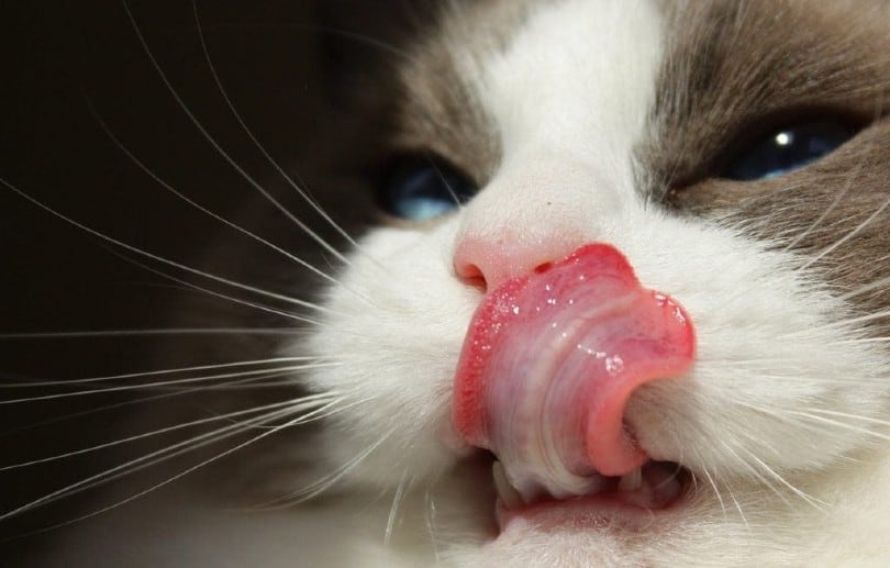 Cat tongue