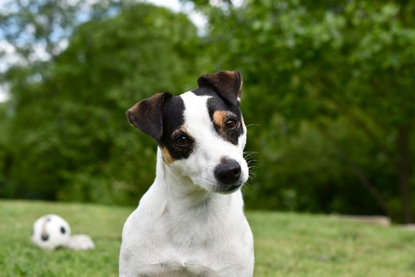 Jack Russell Terrier close up