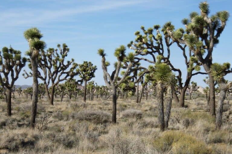 Are Dogs Allowed in Joshua Tree National Park? What You Need To Know