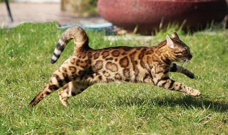 a bengal cat running outdoor