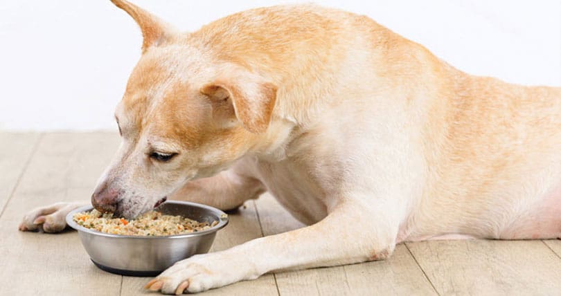 a dog eating just food for dogs dog foodin a bowl