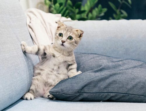 a scared cat on couch