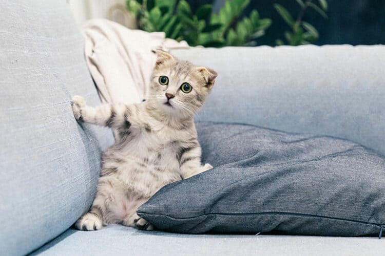 a scared cat on couch