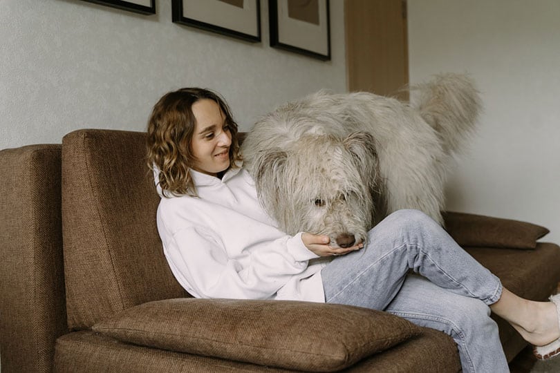 How Much To Pay A Dog Sitter 2024 Update Pango Pets