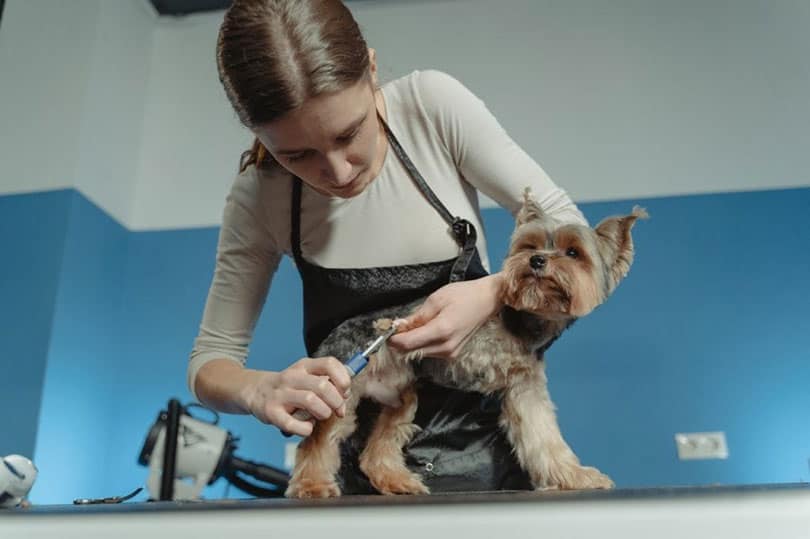 a woman trimming the nail of the dog