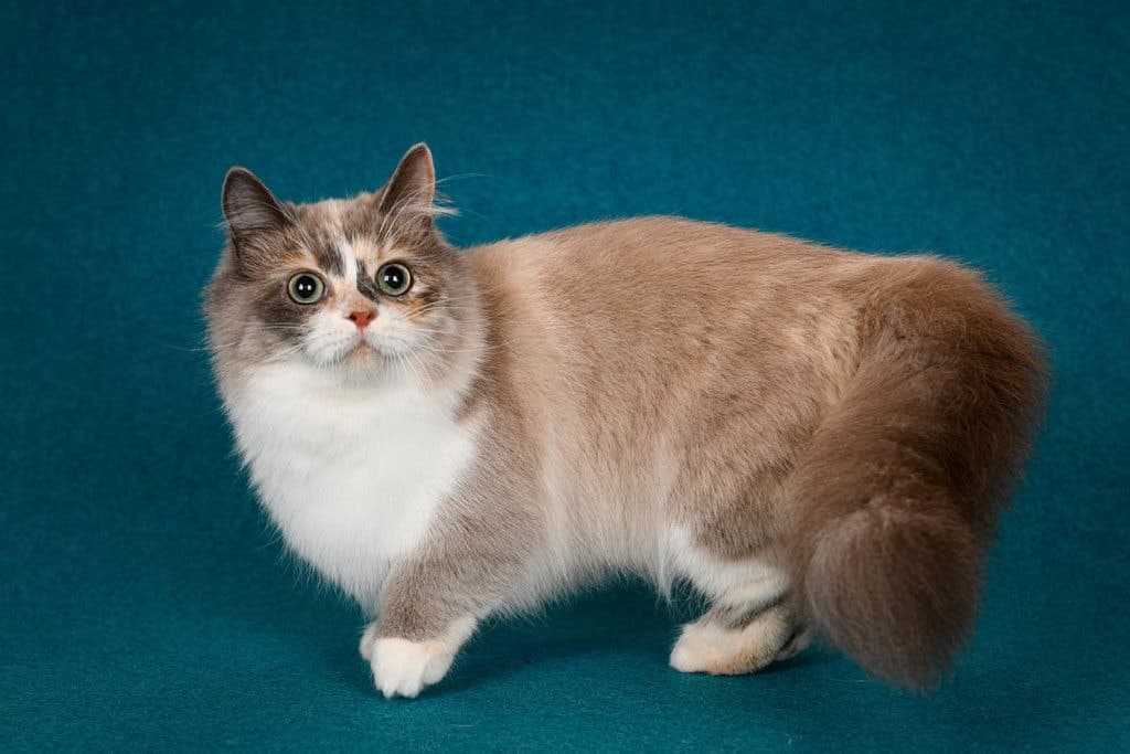 adorable munchkin cat