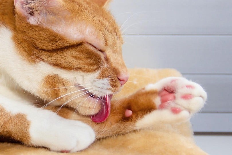 an orange cat grooming itself
