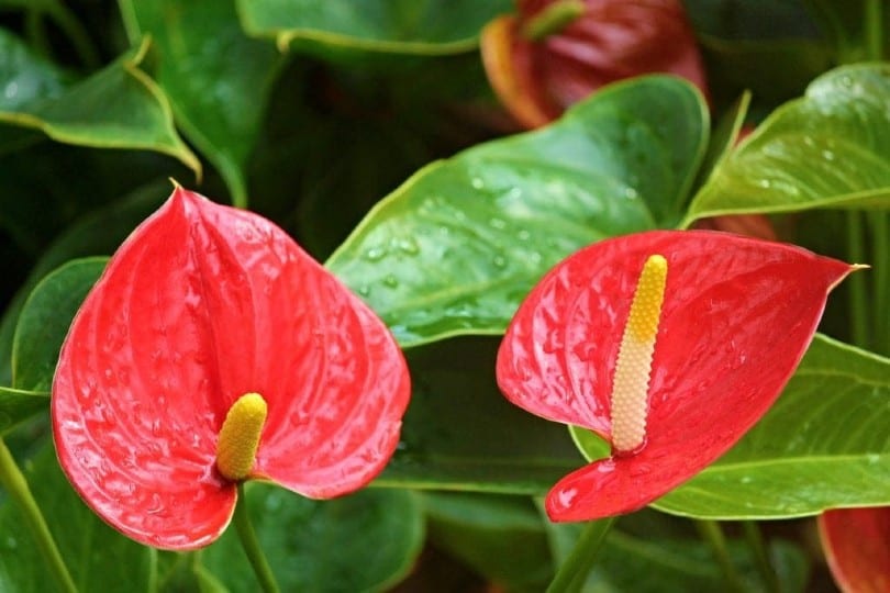 anthurium plant