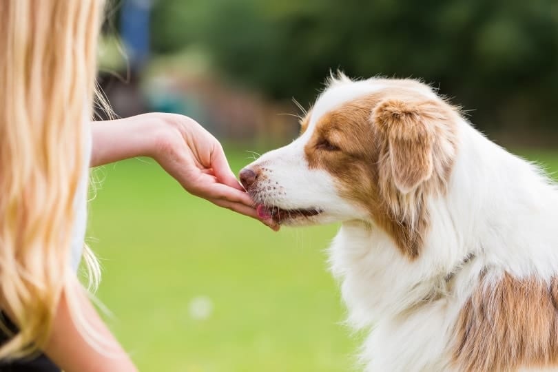 australian shepherd dog having treats