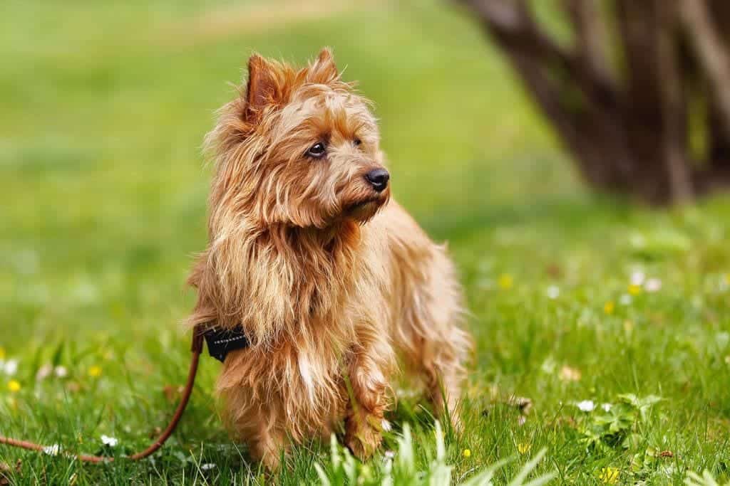 australian terrier standing on grass