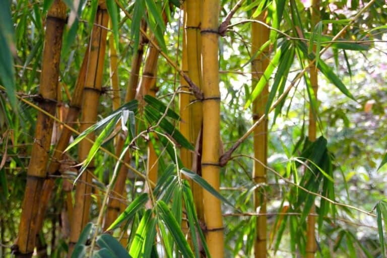 Are Bamboo Plants Toxic to Cats? What Do I Do If They Eat One? Pango Pets