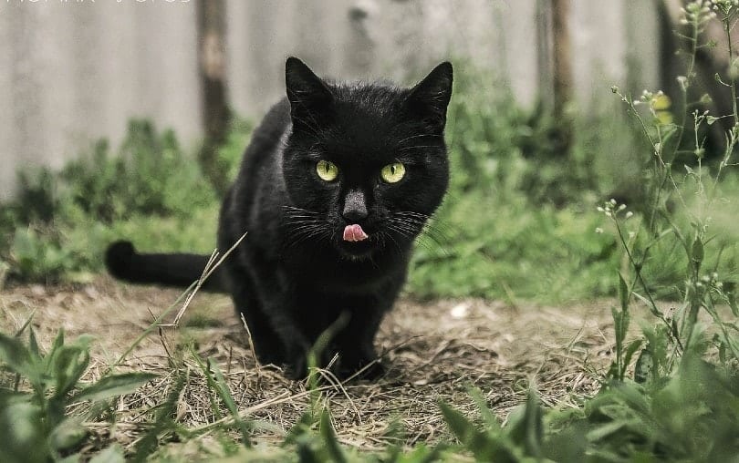 black bombay cat outdoor licking mouth