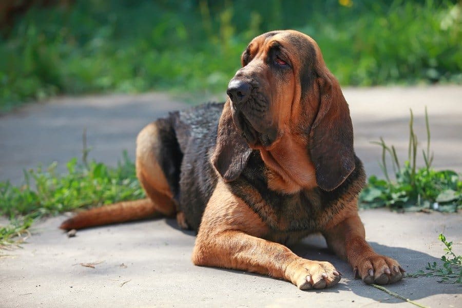 bloodhound dog lying on the ground