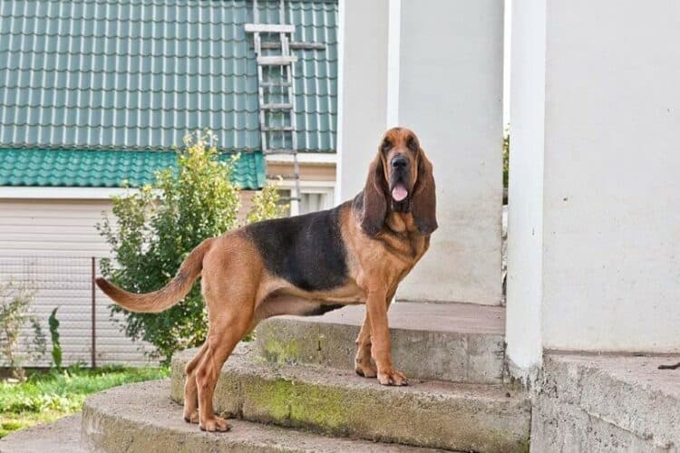 bloodhound dog on the porch