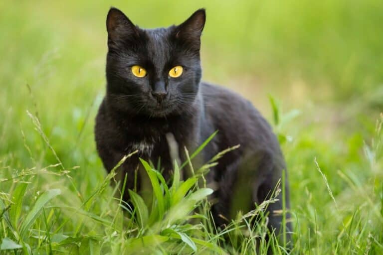 Are Bombay Cats Rare? How Many Are There? | Pango Pets