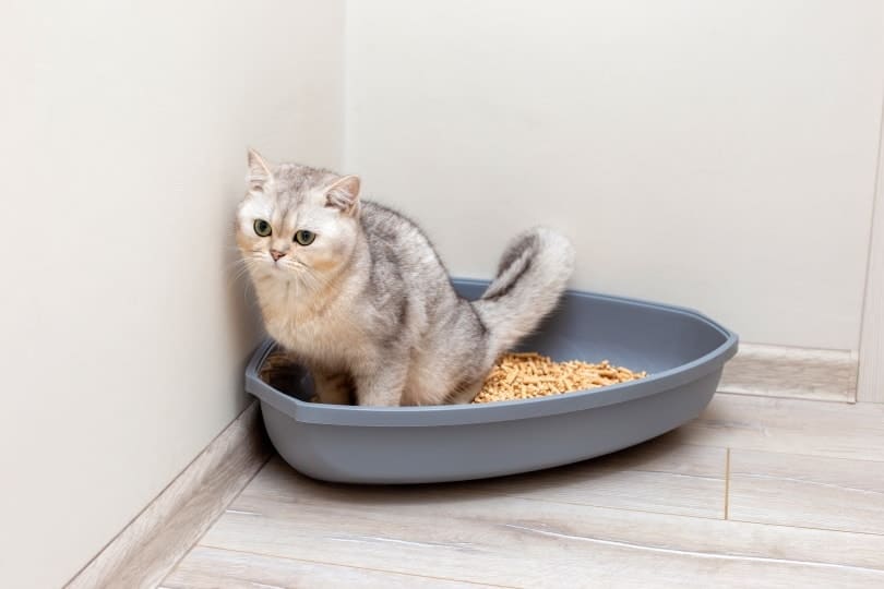 british cat in a litter box