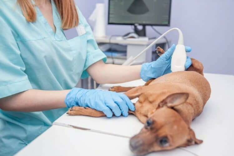 brown puppy having an ultrasound