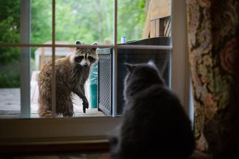 cat looking at racoon outside