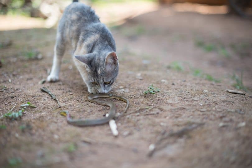cat sniffing a snake
