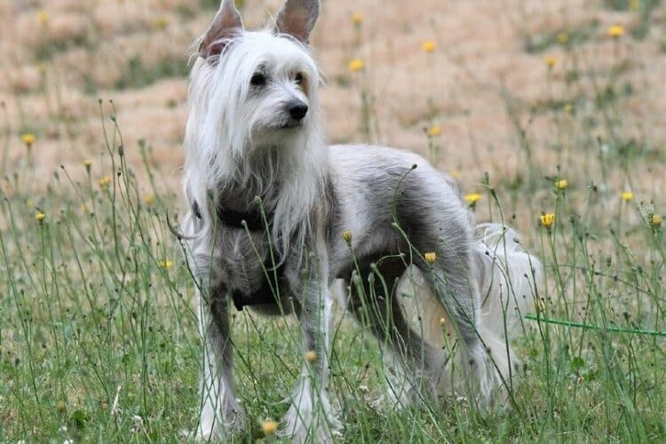 chinese crested dog in the meadow