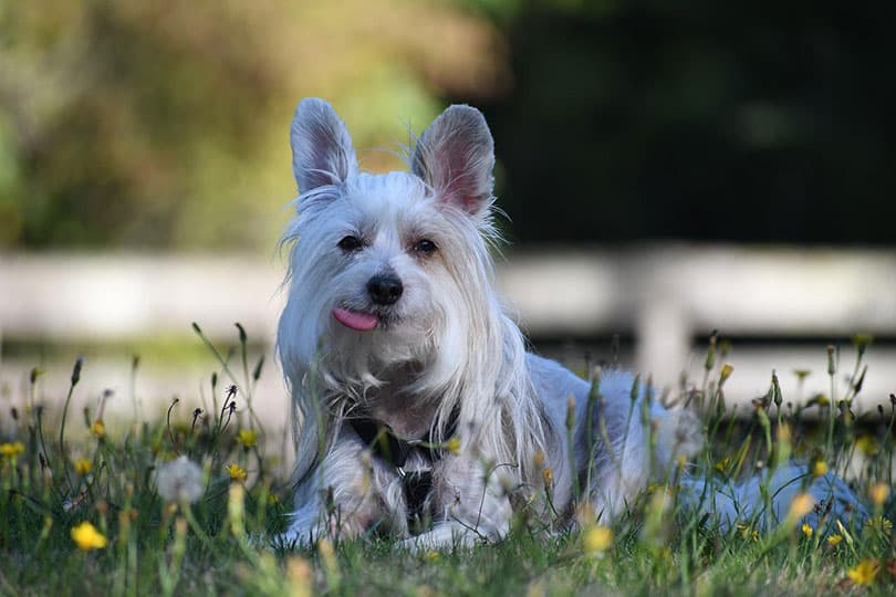 chinese crested dog lying on flower bed