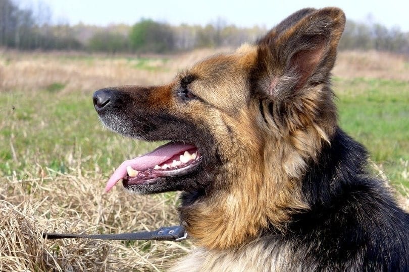 close up of a german shepherd on a leash with mouth open