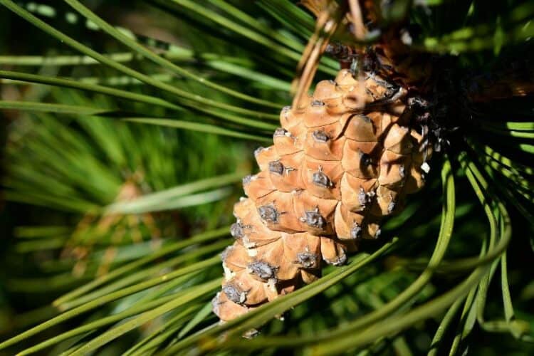 Are Pine Cones Bad for Dogs? What Do I Do If They Ate One? Pango Pets