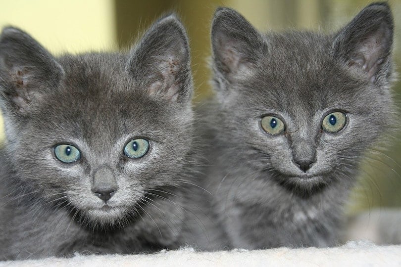 close up of two russian blue kittens