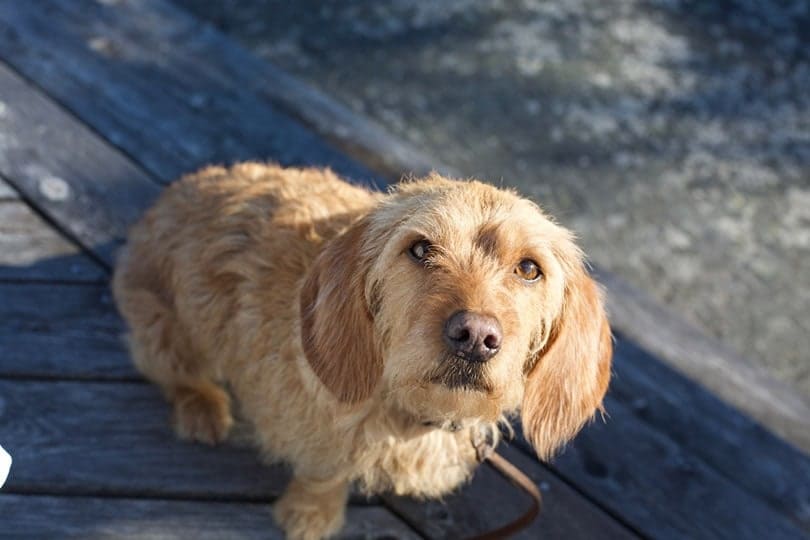 curious looking Basset Fauve de Bretagne dog