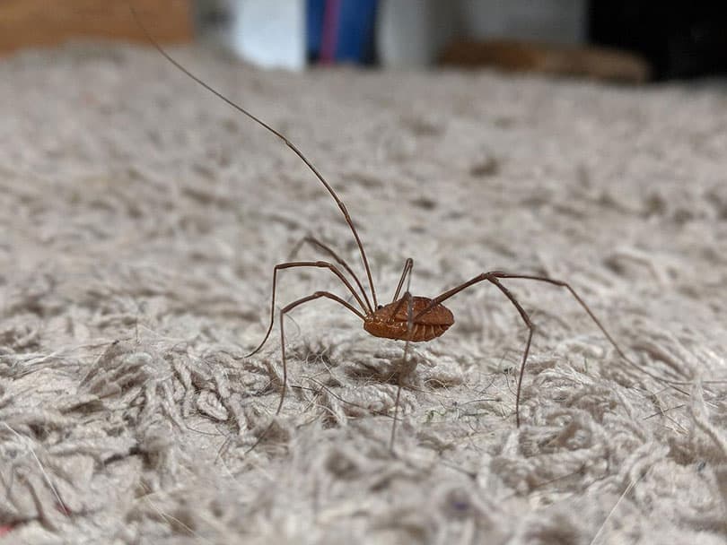 daddy long legs spider on a carpet