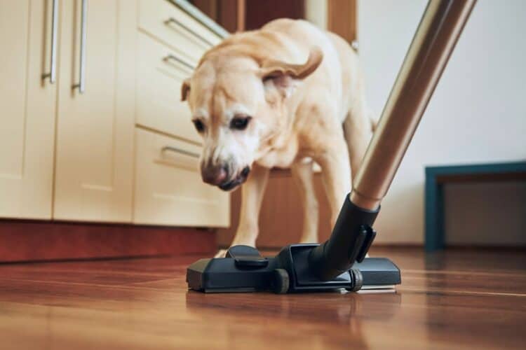 dog barking at the vacuum cleaner