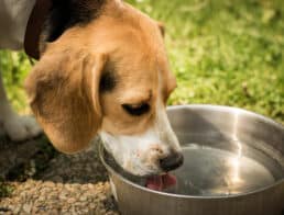 dog drinking water from bowl