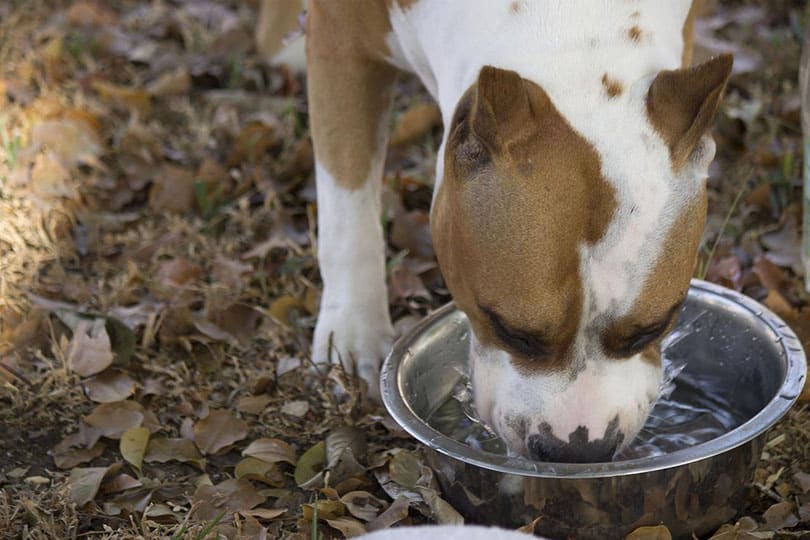 dog drinking water from metal bowl