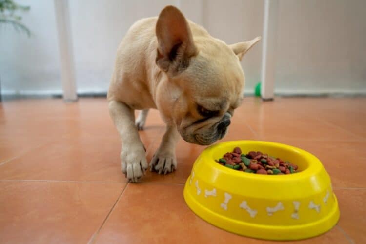 french bulldog eating dog food from a bowl