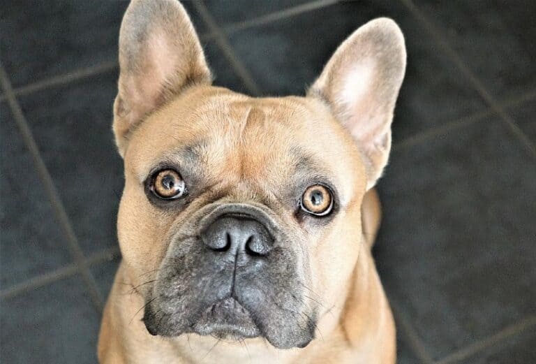 How Many Eyelids Do Dogs Have? The Surprising Answer Pango Pets