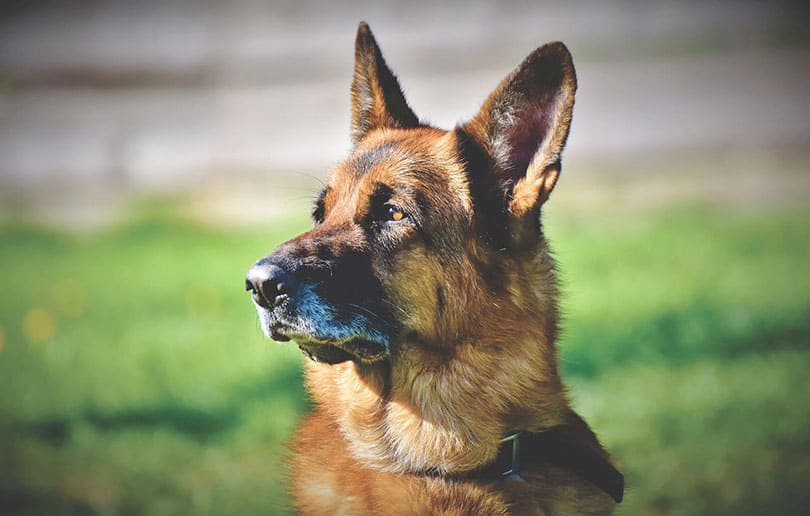 german shepherd dog close up