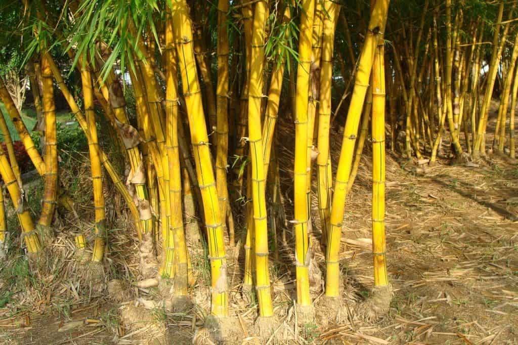 golden bamboo