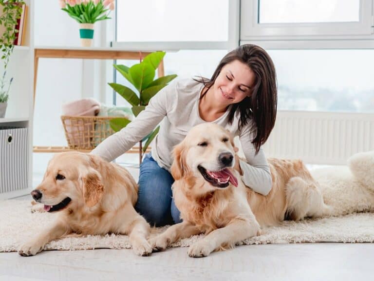How Much To Pay A Dog Sitter 2024 Update Pango Pets