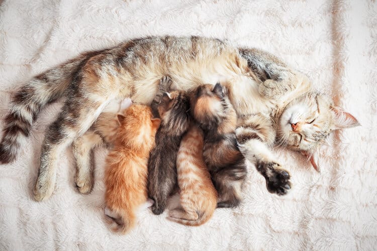 grey mother cat nursing kittens